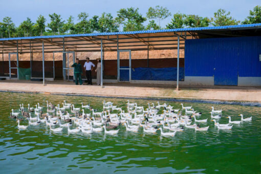 TRỨNG VỊT QUẾ LÂM - Ảnh 4